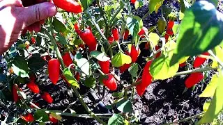 Aji Pulsar. Сорт слабо острого перца.