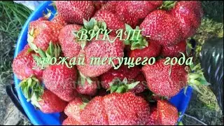 ВИКАТ УРОЖАЯ ТЕКУЩЕГО ГОДА 2021