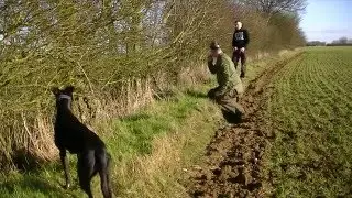 Ferreting blackthorn hedge - East Anglian Pest Control