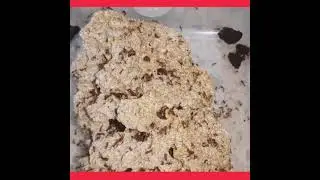 Hormiga Atta, Mudanza de Hongos.