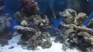 В поисках Немо ч 2
