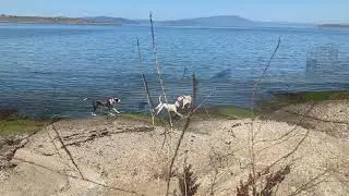 Cucumber the Dog Swims for First Time