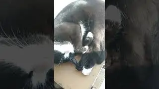 Maртовский кот