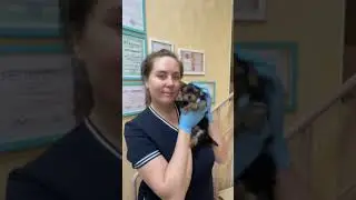 #щенок #юлияветеринар #like #vet #dog