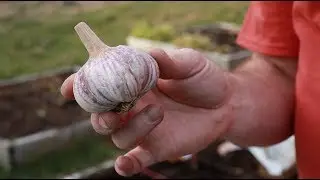 How To Grow Garlic At Home