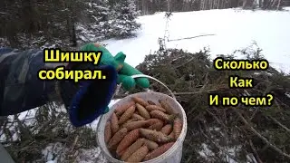 Сбор шишки еловой на семена. Выгодно или нет? Сколько я выручил с шишки за день.