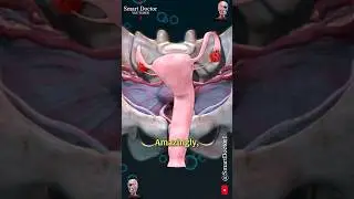 Uterus and Ovary | Captivating Pelvic Panorama ✨‍♀️