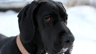 Софи из страны великанов