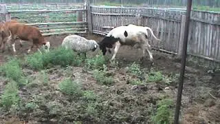 овца барзеет