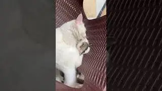Kittens fight 🐈‍⬛😁 #catshorts #cat #fuuny #cute