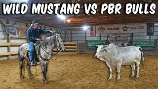 Can Our WILD MUSTANG Work PBR Bulls?