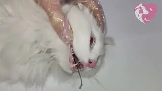 A string stuck in a cat's throat
