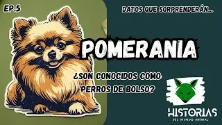 Pomerania: Curiosidades y Datos Fascinantes sobre Estos Encantadores Perros #perros#pomerania#viral