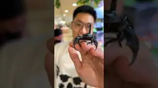 BANYAK HEWAN-HEWAN ANEH DAN UNIK DI PAMERAN HEWAN DALAM MALL INI!