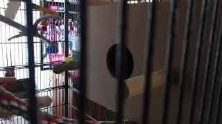 Singing inside the nest