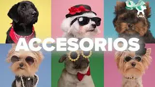 Descubre el estilo único para tu mascota 🙀