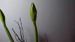Time lapse of Amaryllis Blooming