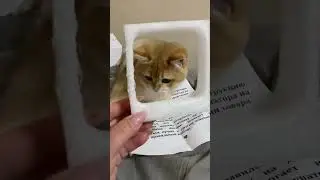 Маменькин сынок #cat #pets #funny #смешныеживотные #кисёныши