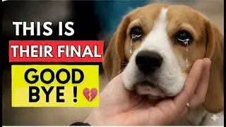 No One Realizes What This Means… Until Their Dog Is Gone 💔
