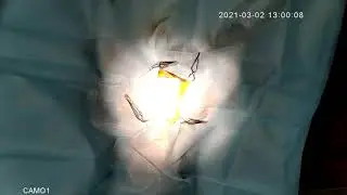 Крипторхэктомия кобеля (Spay/Neuter dog with an ectopic testis)