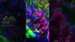 sps coral showcase #aquarium #marineaquarium #marineaquariumsetup #sgreefers #sgreefclub