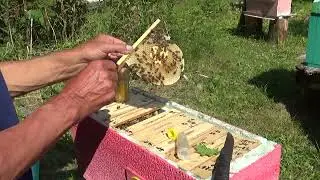 Бакфаст Ф-1 Отбор из микронуклеусов