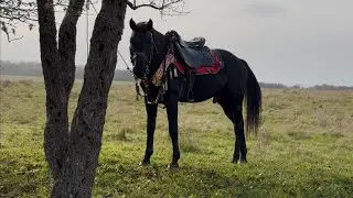 Horse market, Chechnya, December 21, 2025, Urus-Martan