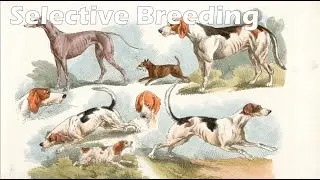 Selective Breeding