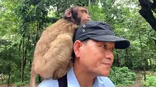 Saving weird and unique monkey's life just abandoned named Athireach attacked by Sovanna troop
