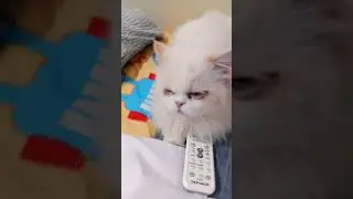 Strawberry cat meme #memes #viral #shorts