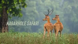 Nagarhole Wildlife Safari
