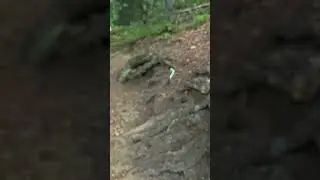 Little green worm floating in the air, Fagaras mountains, Romania, 23-Aug-2024