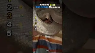 Ranking Best Ball Python Moments 🐍