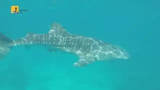 السباحة مع القروش في الفلبين -  - Swimming with the WHALE SHARK - Philippines