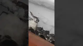 ДТ-75 ЕДМ НА ПАСЕКУ