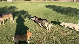 DOGGIE CHAOS  Part II