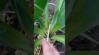 Юкка РОДИЛА😅 #сад #юкка #garden #уход