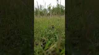 Nature mind relaxation video