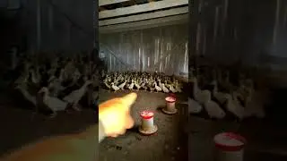 Первый выход ГУСЯТ на улицу🦆👣🌳