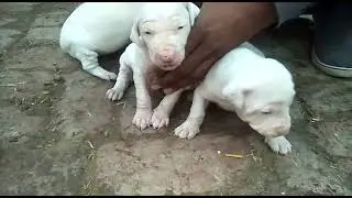 So Cute Bully Kutta Puppies In Pakistan 2022 By @FM NEWS TV HD