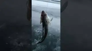 Winter fishing 2024 