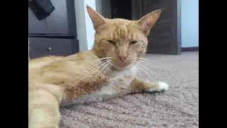 Хроники котянства: главный лев Хабарик.