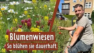 How to keep the wildflower meadow beautiful in the second year | MDR Garden