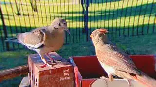 When Female Cardinal Challenges White-Winged Dove