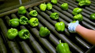 For sale: Pepper sorting and packing line!