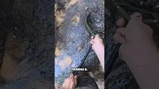 НАМЕРИХМЕ ИЗЧЕЗВАЩ ВИД!!!