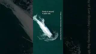 A Rare Killer Whale that Was Born a Different Color