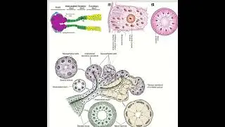 Salivary gland I Serous vs Mucous acini and duct