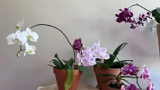 Только посмотрите на этих красавиц: Hsin Sun Beauty/Hatuyuki/Amabilis!