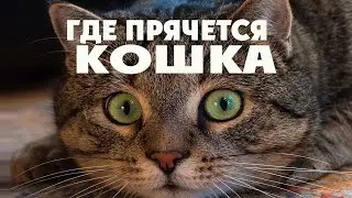 Кошка спряталась и не выходит, что делать?  Где могла спрятаться кошка в доме. Список  мест